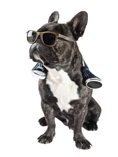 Französische Bulldogge mit Sonnenbrille — Stockfoto