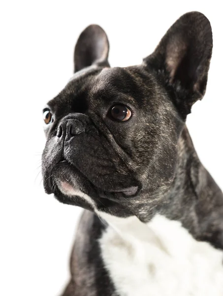 Γκρο πλαν σκυλί γαλλικό μπουλντόγκ — Φωτογραφία Αρχείου