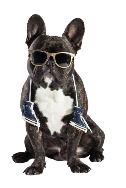 Franse bulldog in zonnebril — Stockfoto