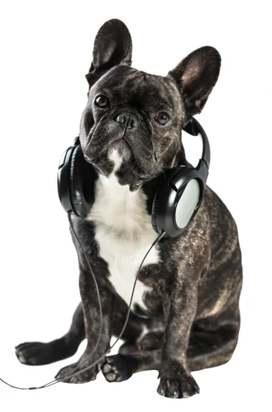 Französische Bulldogge im Kopfhörer — Stockfoto
