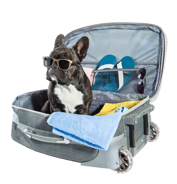 Bulldog francese con occhiali — Foto Stock
