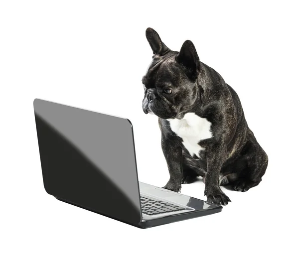 Francia bulldog látszó-ba laptop — Stock Fotó