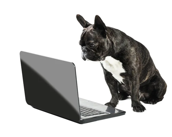 Buldogue francês olhando para laptop — Fotografia de Stock