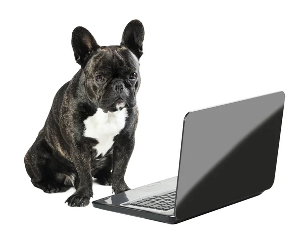 Französische Bulldogge sitzt mit Laptop — Stockfoto