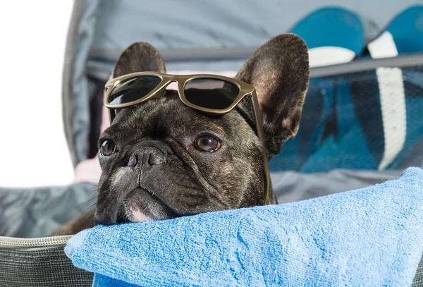 Perro bulldog francés mintiendo — Foto de Stock