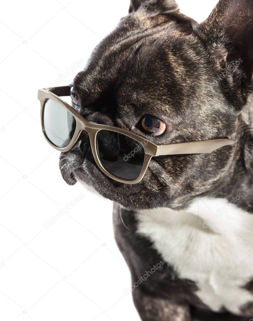 French bulldog in sunglasses 