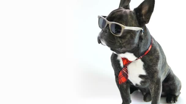 Dog French Bulldog in tie and glasses — Stock Video