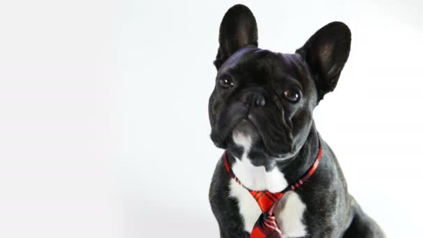 kutya: francia bulldog-döntetlen 