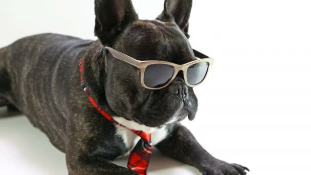 法国斗牛犬戴着眼镜，一条领带 — 图库视频影像