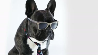 Fransız Bulldog köpek kravat ve gözlük