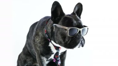 Fransız Bulldog köpek kravat ve gözlük