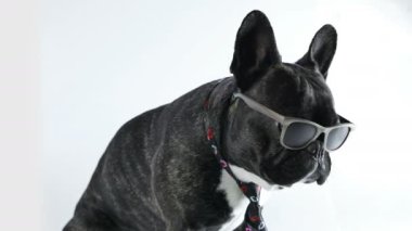 Fransız Bulldog köpek kravat ve gözlük