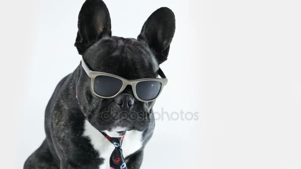 Σκύλος γαλλικό μπουλντόγκ στην ισοπαλία και γυαλιά — Αρχείο Βίντεο