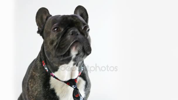 狗在领带的法国斗牛犬 — 图库视频影像