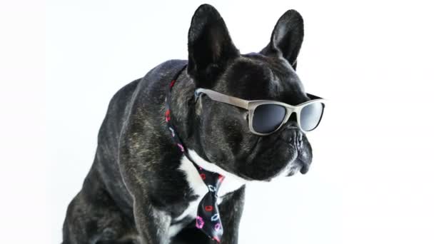 Dog French Bulldog in tie and glasses — Stock Video