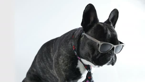 Dog French Bulldog in tie and glasses — Stock Video