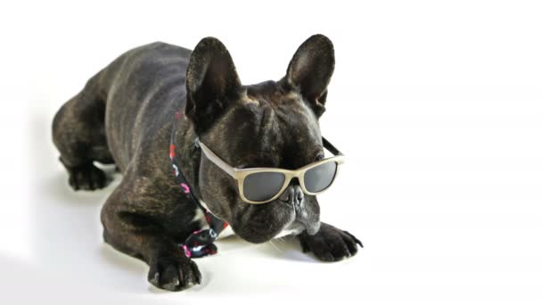 Bulldog francés con gafas y corbata — Vídeos de Stock