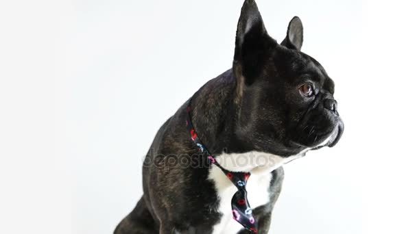 Pies Buldog francuski w krawat — Wideo stockowe