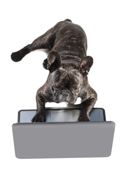 Französische Bulldogge liegend mit Laptop — Stockfoto