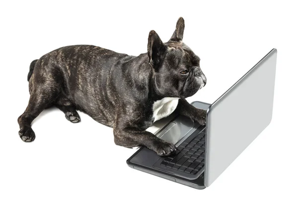 Bulldog francese sdraiato con laptop — Foto Stock