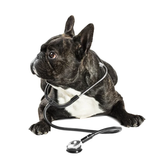 Bouledogue français avec stéthoscope sur le cou — Photo