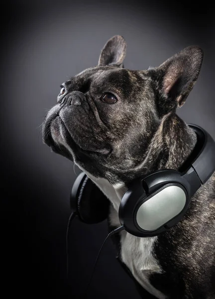 法国斗牛犬与脖子上的耳机 — 图库照片