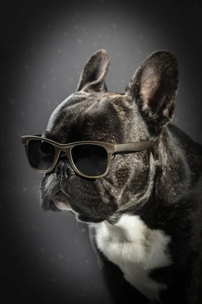 Bulldog francese con occhiali — Foto Stock