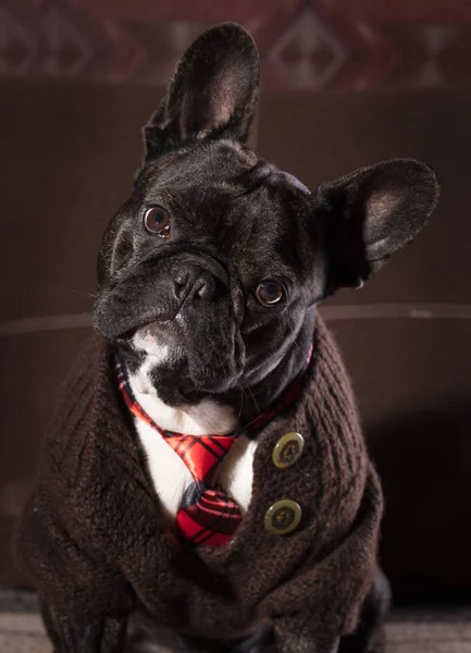 Retrato bulldog francês — Fotografia de Stock