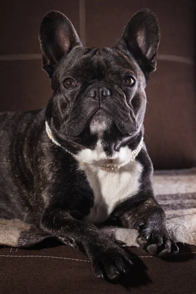 Ritratto di un bulldog francese — Foto Stock