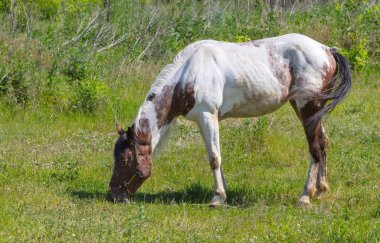 At closeup mera üzerinde