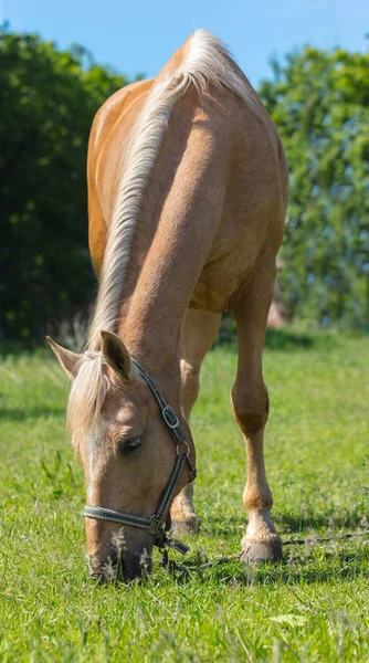 Konia portret zbliżenie — Zdjęcie stockowe