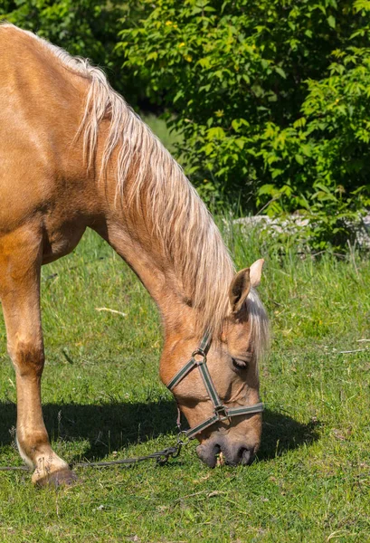 Konia portret zbliżenie — Zdjęcie stockowe