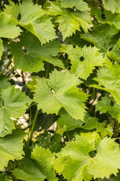 Hojas de uva verde primer plano — Foto de Stock