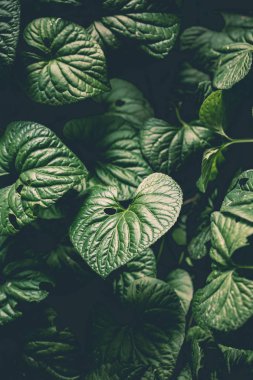 Doğal arka plan bırakır 