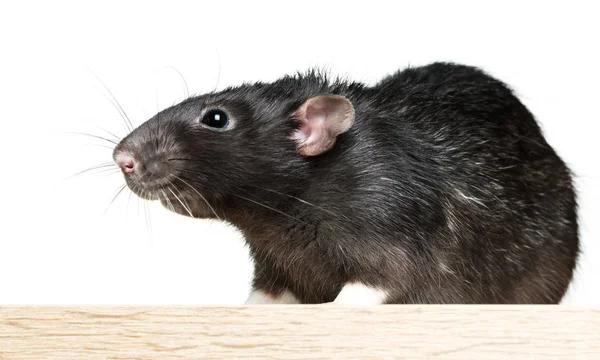 Rato cinzento animal close-up — Fotografia de Stock