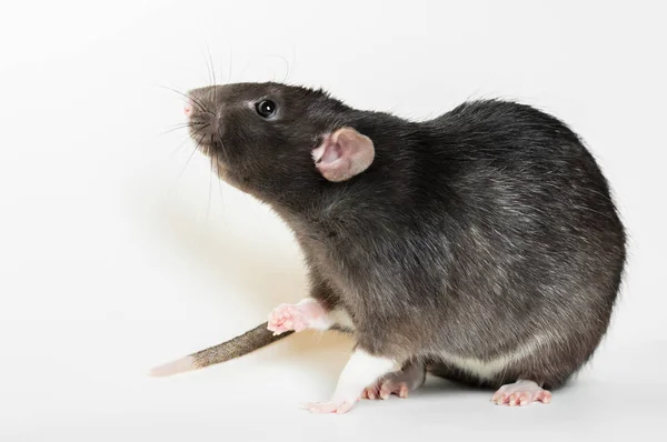 Dierlijke grijze rat close-up — Stockfoto