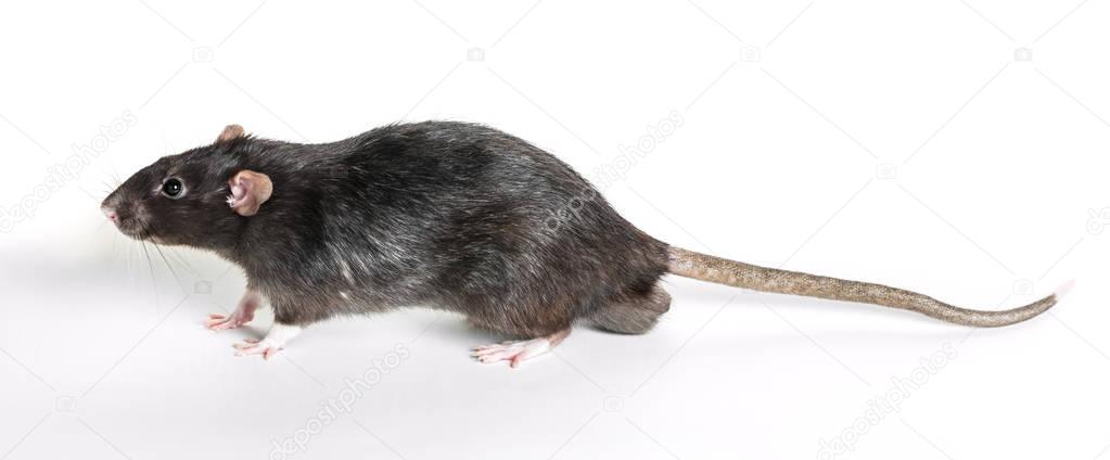 Animal gray rat close-up 