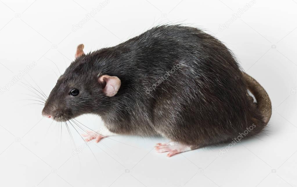 Animal gray rat close-up 