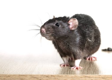 Hayvan gri sıçan yakın çekim