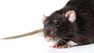 Hayvan gri sıçan yakın çekim 