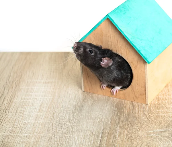 Šedivé krysy v dřevěném domě — Stock fotografie