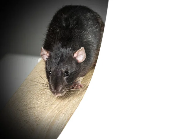 회색 쥐 동물 클로즈업 — 스톡 사진
