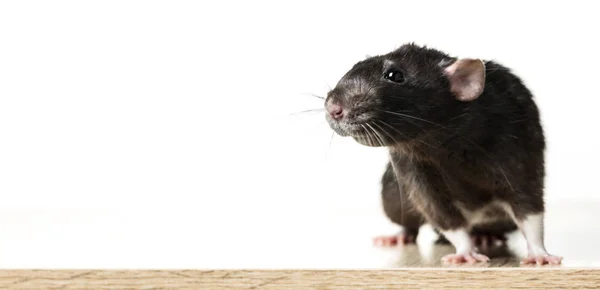 Dierlijke grijze rat close-up — Stockfoto