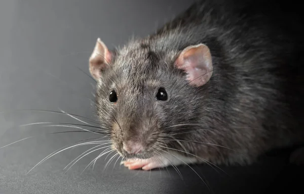 Animal rata gris primer plano — Foto de Stock