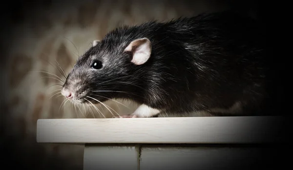 Gros plan sur rat gris animal — Photo