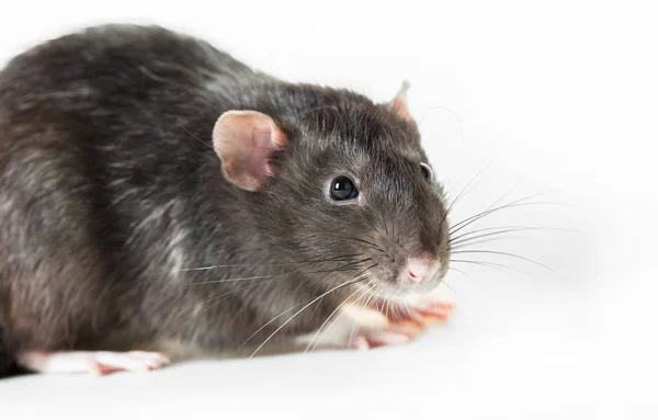 Ratto grigio animale primo piano — Foto Stock