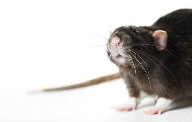 Hayvan gri sıçan yakın çekim