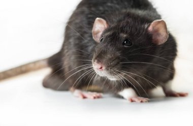 Hayvan gri sıçan yakın çekim 