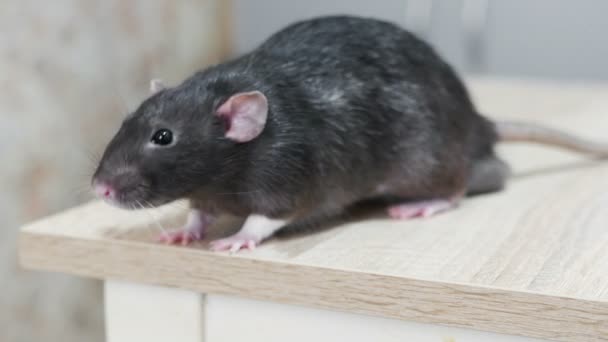 Dierlijke binnenlandse grijze rat — Stockvideo
