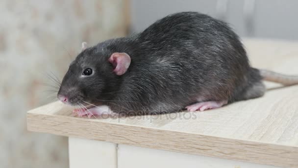 Zwierząt domowych szary szczur — Wideo stockowe